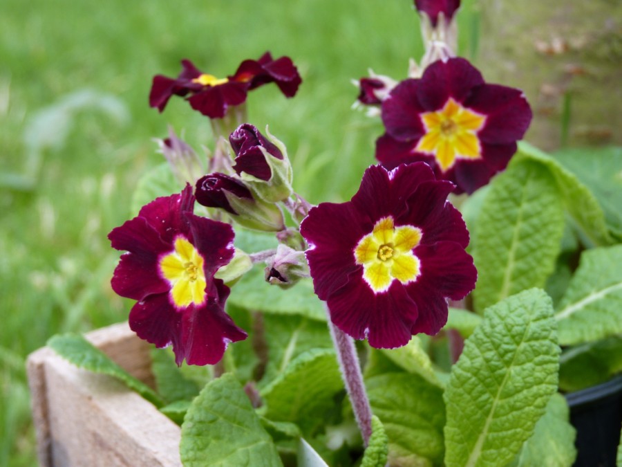 Garden primrose 'Valentine Victorians'