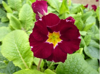 Primula Valentine Victorians Group