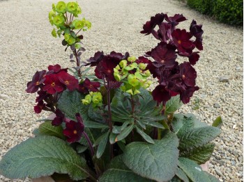 Primevère de jardin GARNET COWICHAN