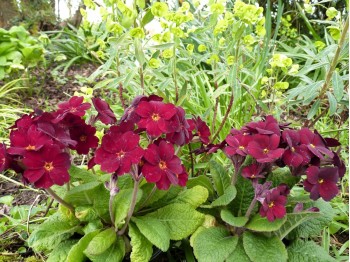 Primula x polyantha GARNET COWICHAN