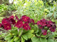 Primula x polyantha GARNET COWICHAN