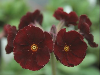 Primula 'Garnet Cowichan'