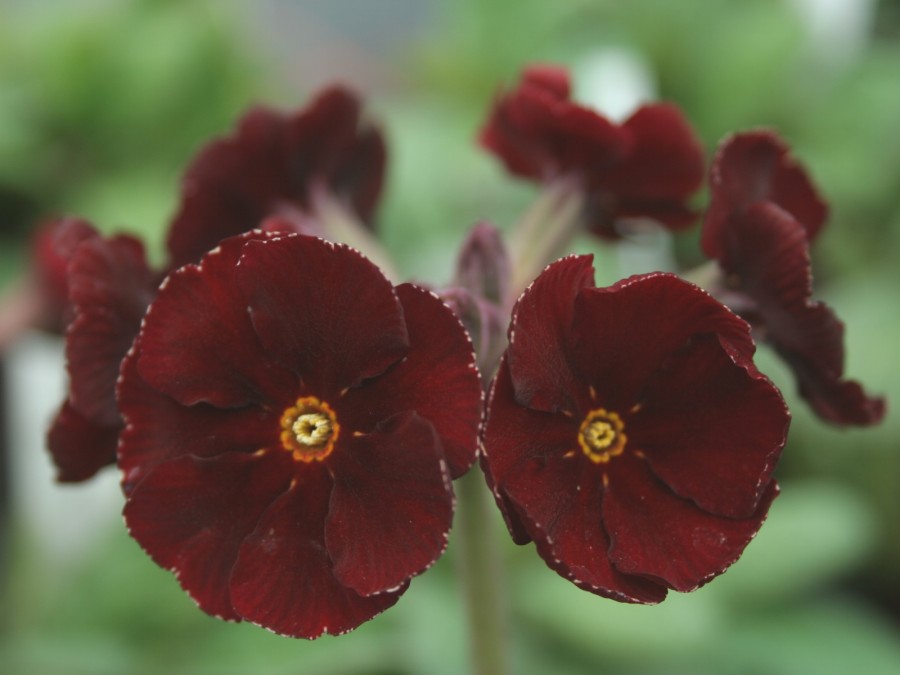 Primula 'Garnet Cowichan'