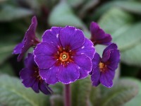 Garden primrose 'Amethyst Cowichan'