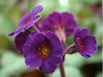 Primula Polyantha-Hybride 'Amethyst Cowichan'