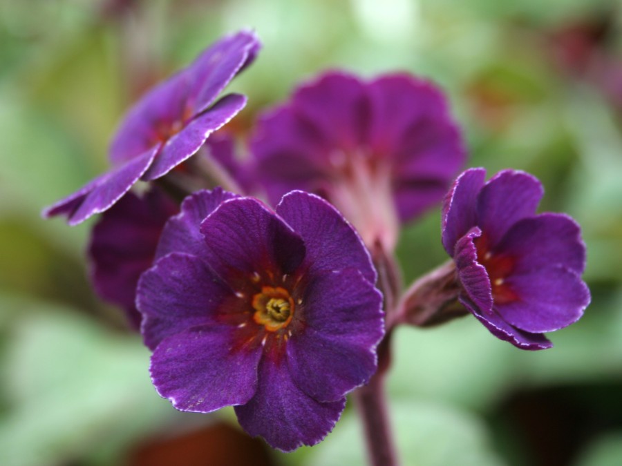 Hardy primula 'Amethyst Cowichan'