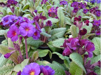 Primula x polyantha 'Amethyst Cowichan'