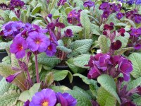 Primula x polyantha 'Amethyst Cowichan'