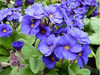 Primula 'Blue Cowichan'