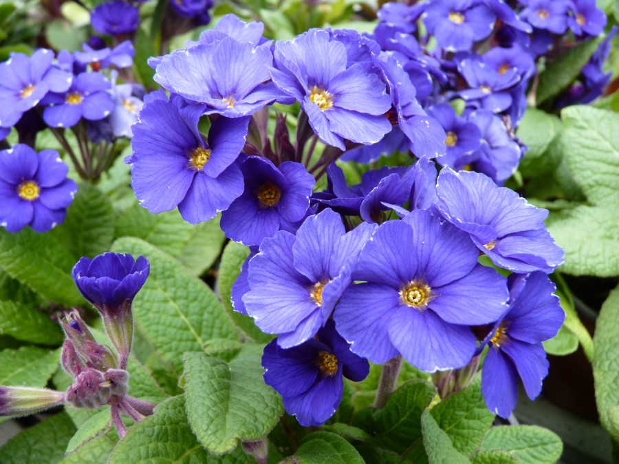 Primula 'Blue Cowichan'