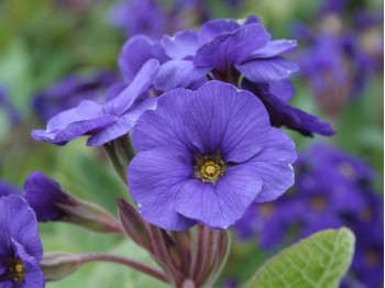 Primula polyanthus 'Blue Cowichan'