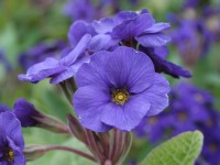 Primula polyanthus 'Blue Cowichan'