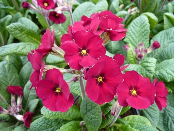 Primula 'Venetian Cowichan'