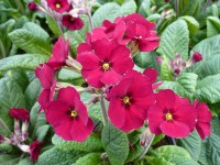 Primula 'Venetian Cowichan'