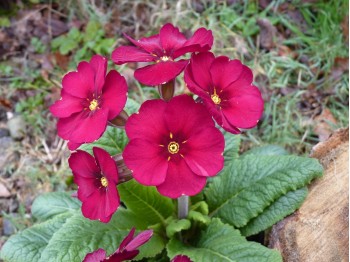 Primevère de jardin 'Venetian Cowichan'