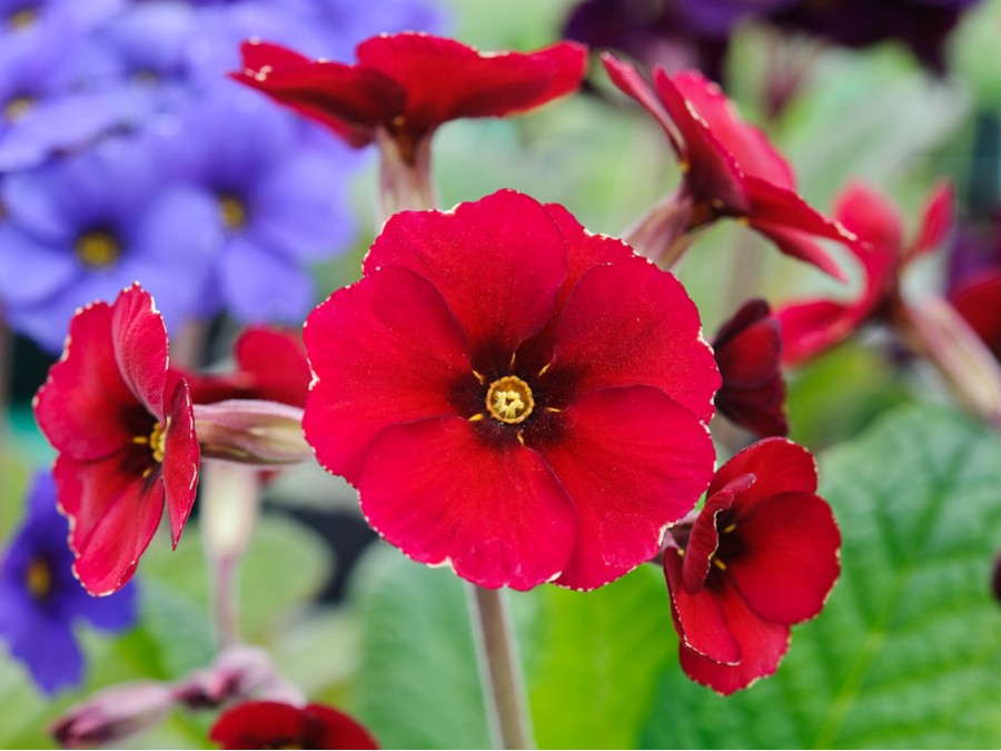 Primula polyanthus 'Venetian Cowichan'