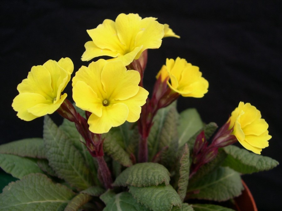 Primula 'Yellow Cowichan'