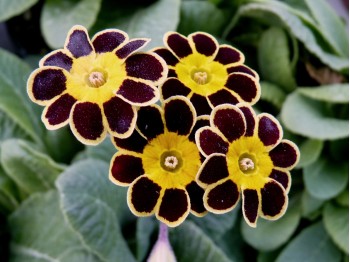 Primula 'GOLD LACED'