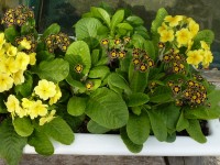 Primula elatior 'Gold-Laced'