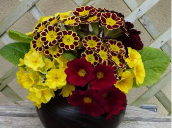 Primula Gold-Laced Beeches Group