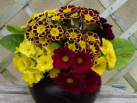 Primula Gold-Laced Beeches Group