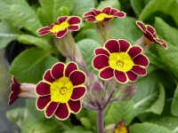 Primula Gold-Laced 'Beeches'