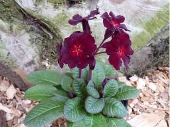 Primula juliana 'Fireflies'