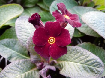 Primula x pruhoniciana 'Fireflies'