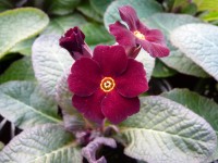 Primula x pruhoniciana 'Fireflies'