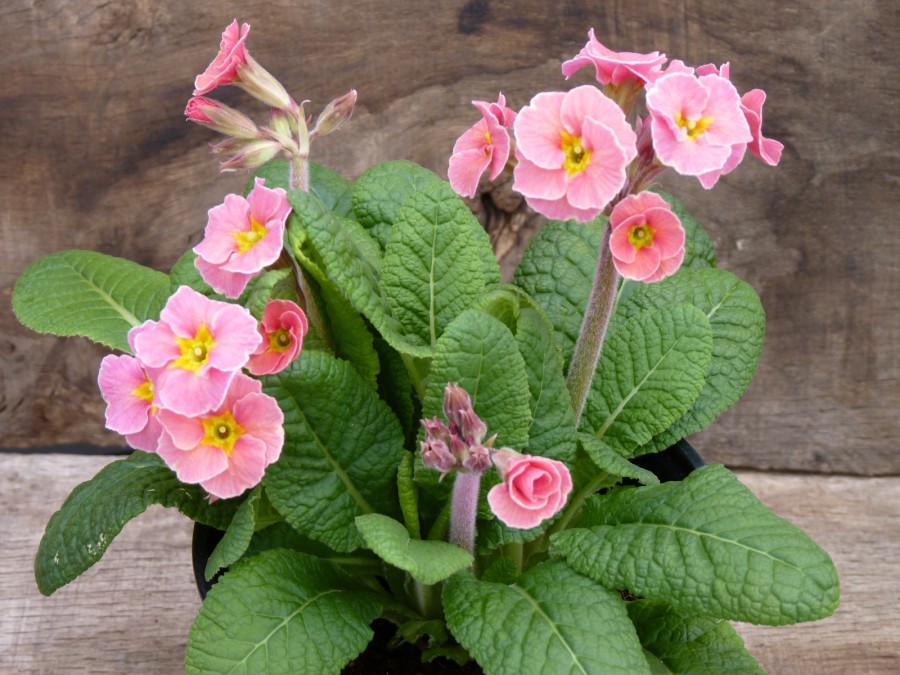 Primula juliae x 'Footlight Parade'