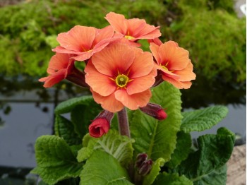 Primula x pruhoniciana 'Footlight Parade'