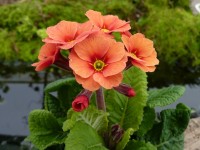 Primula x pruhoniciana 'Footlight Parade'