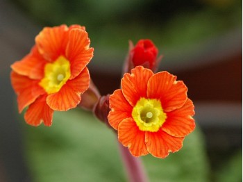 Garden primrose ''Footlight Parade''