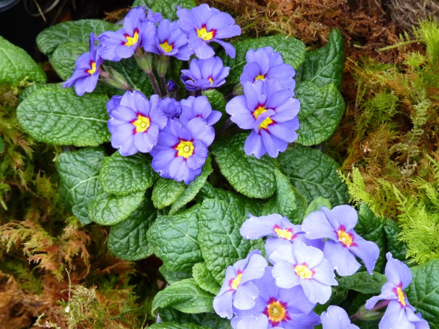 Primula juliae x 'Blue Julianas'