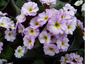 Primula x pruhoniciana 'Vera Maud'