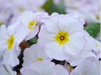 Primula juliae x 'Vera Maud'