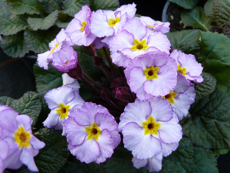 Primula 'Vera Maud'