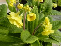 Primula veris hose-in-hose Lady Agatha Group