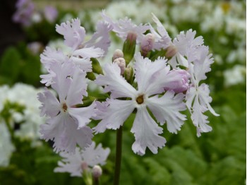 FRILLY PINK SHADES