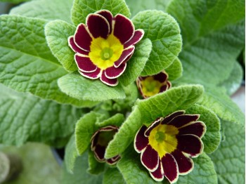 Primula polyanthus Gold-Laced Jack-in-the-green