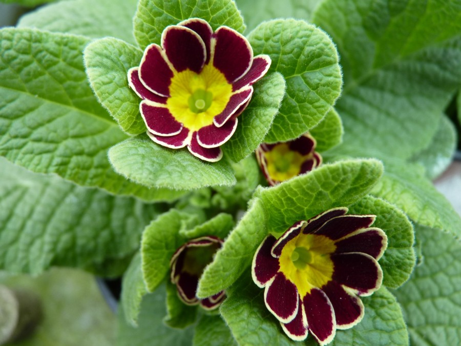 Primula polyanthus Gold-Laced Jack-in-the-green