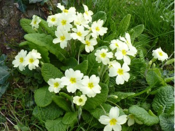 Primula vulgaris