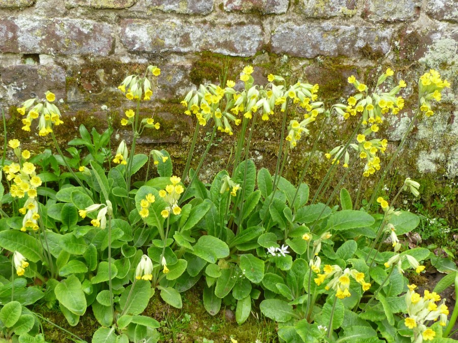 Primula veris