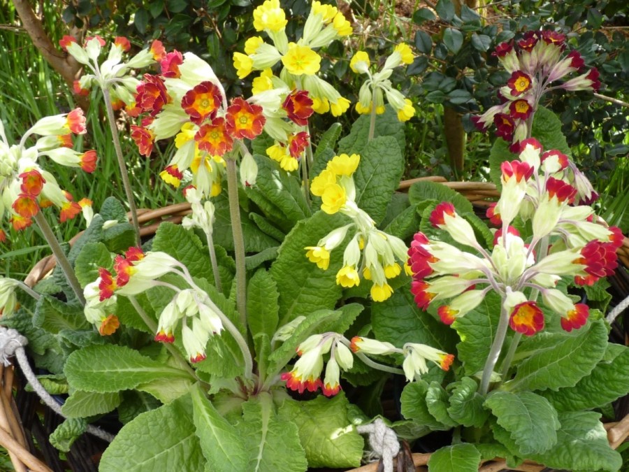 Primula veris 'Coronation cowslips'