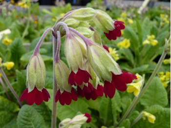 Primula veris rouge