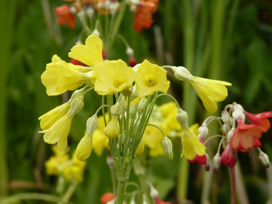 Primula florindae