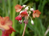 Primula florindae