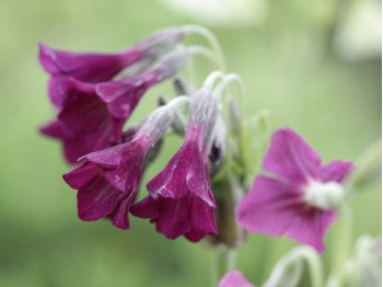 Primula alpicola