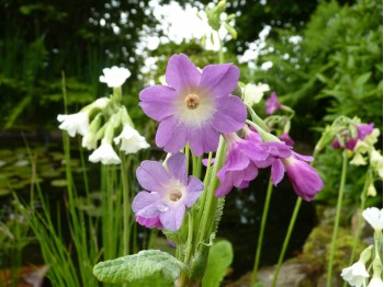 Primula alpicola -pink