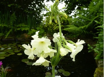 Moonlight Primula